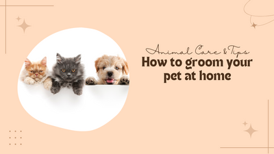 Home Grooming Made Easy: A Guide to Keeping Your Pet Looking Fabulous