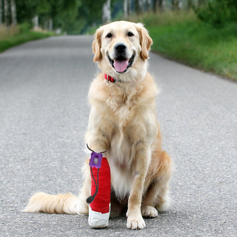 Pet Tourniquets Hemodialysis Animal Belt Emergency Blood Bandages